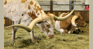 banner image for: Glen Rose Celebrates Texas Heritage, Declares Oct. 5-11 as ITLA Texas Longhorn Week with Community Festivities and ITLA Championship Show